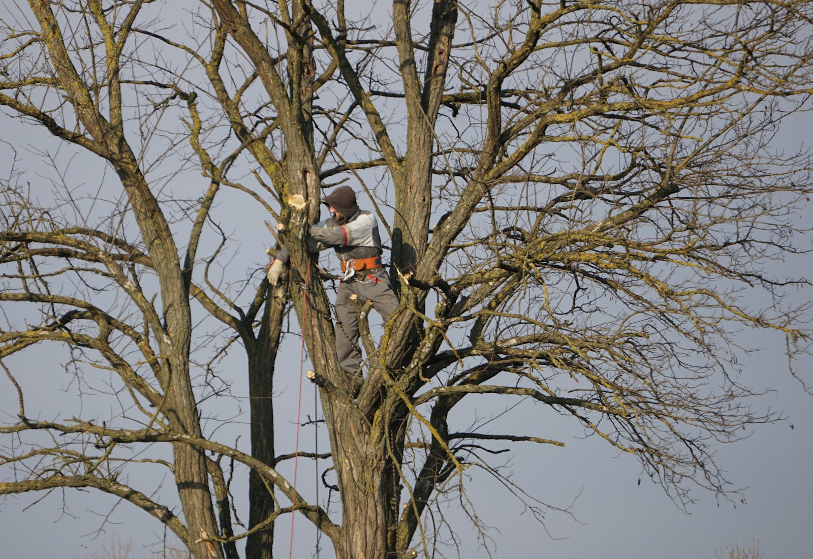 Tree Trimming
