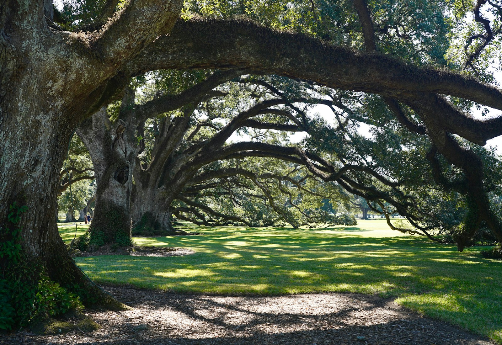 Mature oak trees shading a grassy lawn. Example photograph.